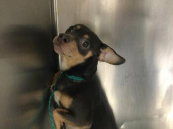A1921781 -  Chihuahua Dog for Adoption in Thousand Palms, California - A1921781 | PetCurious