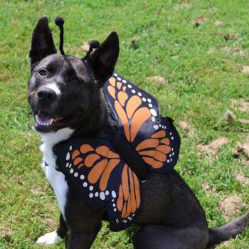 Husky and Mixed Breed Dogs Available for Adoption in Fargo, North Dakota - Fresca--In Foster***ADOPTION PENDING*** | PetCurious