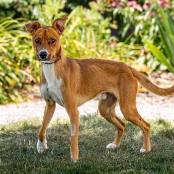 Bruiser -  Labrador Retriever and Mixed Breed Dog for Adoption in Council Bluffs, Iowa - Bruiser | PetCurious