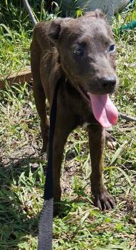 Millie -  Labrador Retriever Dog for Adoption in Lafayette, Louisiana - Millie | PetCurious