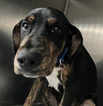 Dobie -  Beagle and Mountain Cur Dog for Adoption in Parma, Ohio - Dobie | PetCurious