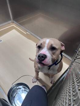 Pit Bull Terrier Dogs Available for Adoption in Burgaw, North Carolina - Rubble | PetCurious