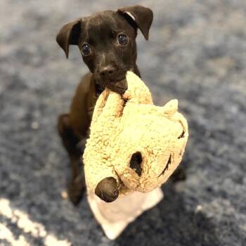 Juno -  Chihuahua and Mixed Breed Dog for Adoption in Hobe Sound, Florida - Juno | PetCurious