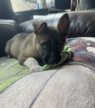 Rescue Shepherd Dogs for Adoption in Rosenberg, Texas - Zaria | PetCurious