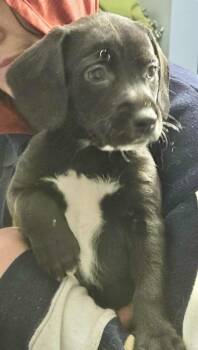 Labrador Retriever Dogs Available for Adoption - Nayeli | PetCurious