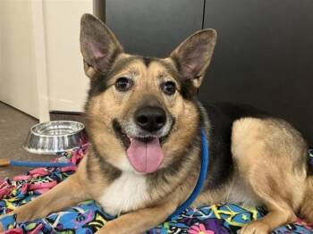 German Shepherd Dog Dogs Available for Adoption in Brentwood, Missouri - BELLA | PetCurious