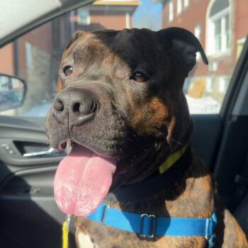 Mixed Breed Dogs Available for Adoption - Kiowa | PetCurious