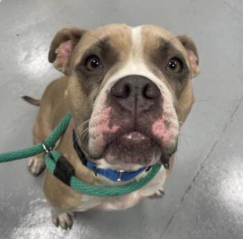 Rescue Pit Bull Terrier and American Bulldog Dogs for Adoption in Philadelphia, Pennsylvania - Shortcake Sweets | PetCurious