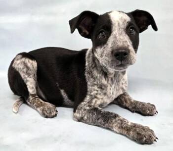 Abigail -  Australian Cattle Dog Blue Heeler and Mixed Breed Dog for Adoption in Morton Grove, Illinois - Abigail | PetCurious