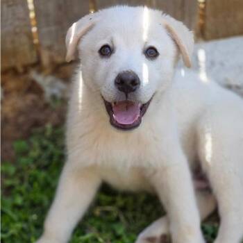 Husky Dogs Available for Adoption - Royal (PUPPY) | PetCurious