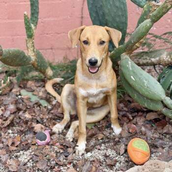 Sonora -  Rhodesian Ridgeback and Black Mouth Cur Dog for Adoption in Los Gatos, California - Sonora | PetCurious