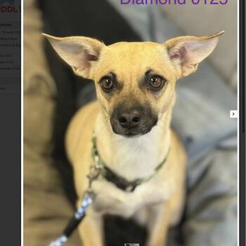 Rescue Chihuahua Dogs for Adoption in Sonora, California - Diamond | PetCurious