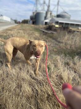 Rescue Pit Bull Terrier Dogs for Adoption in Rochester, Indiana - STEVIE | $0 Fee (1 Yr Of HW/Flea & Tick Prevention Included! | PetCurious