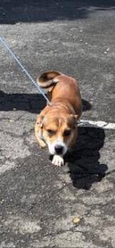 Deeno -  Terrier and Mixed Breed Dog for Adoption in Honolulu, Hawaii - Deeno | PetCurious