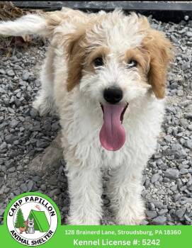 Gordy -  Poodle and Golden Retriever Dog for Adoption in Stroudsburg, Pennsylvania - Gordy | PetCurious