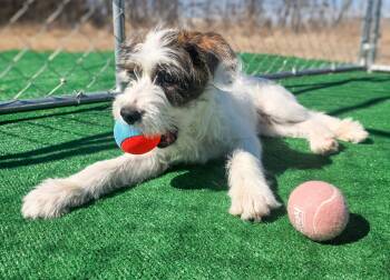 Jack Russell Terrier Dogs Available for Adoption - Buster | PetCurious