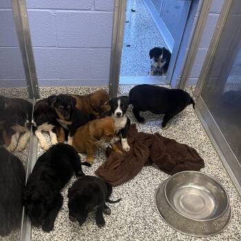 Monster -  Mixed Breed and Black Labrador Retriever Dog for Adoption in Madisonville, Tennessee - Monster | PetCurious