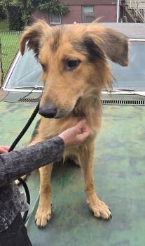 Rescue Border Collie and German Shepherd Dog Dogs for Adoption in Auburn, Pennsylvania - Stryker | PetCurious