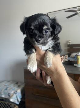 Mustang -  Chihuahua Dog for Sale in Peoria, Arizona - Mustang | PetCurious