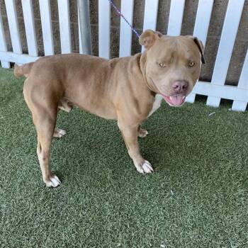 A613781 -  Pit Bull Terrier Dog for Adoption in Modesto, California - A613781 | PetCurious