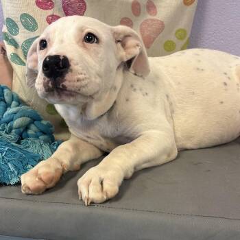 Squish -  American Bully and American Staffordshire Terrier Dog for Adoption in Bardstown, Kentucky - Squish | PetCurious