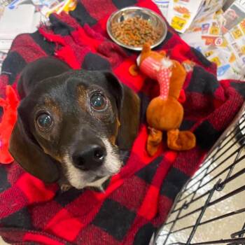 Dachshund Dogs Available for Adoption in Jacksboro, Tennessee - Slinky | PetCurious