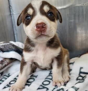 CHESTNUT -  Husky Dog for Adoption in San Antonio, Texas - CHESTNUT | PetCurious