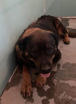 KEBA -  Rottweiler Dog for Adoption in Camarillo, California - KEBA | PetCurious