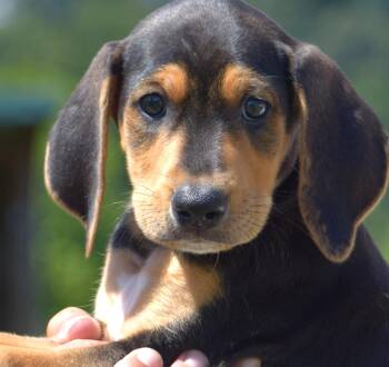 Kirby-Available www.lhar.dog to apply -  Hound Dog for Adoption in Frederick, Maryland - Kirby-Available Www.lhar.dog To Apply | PetCurious