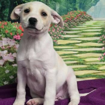 Husky Dogs Available for Adoption - Rhiannon | PetCurious