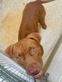 Big Dog - 1 -  Pit Bull Terrier and Mixed Breed Dog for Adoption in Daytona Beach, Florida - Big Dog - 1 | PetCurious