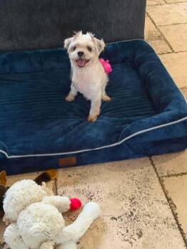 Koa -  Mixed Breed Dog for Adoption in Melbourne Beach, Florida - Koa | PetCurious