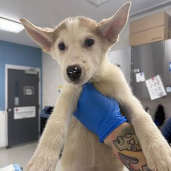 Cheryl -  Husky and Mixed Breed Dog for Adoption in Indianapolis, Indiana - Cheryl | PetCurious