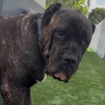 Rose 5496 -  Mastiff Dog for Adoption in Loxahatchee Groves, Florida - Rose 5496 | PetCurious