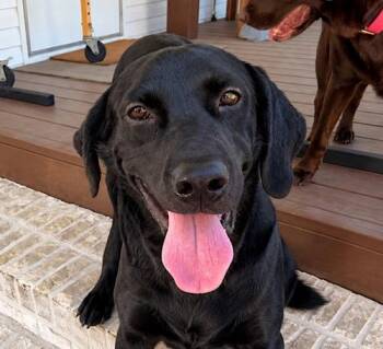Neptune 2 -  Black Labrador Retriever Dog for Adoption in Killingworth, Connecticut - Neptune 2 | PetCurious