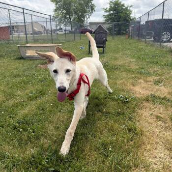 Nugget -  Labrador Retriever Dog for Adoption in Mineral Point, Wisconsin - Nugget | PetCurious