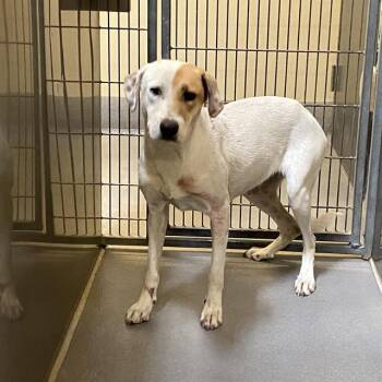 PEACH -  Pit Bull Terrier and Border Collie Dog for Adoption in Modesto, California - PEACH | PetCurious