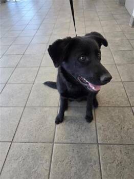 Labrador Retriever Dogs Available for Adoption - ESTERBAN | PetCurious