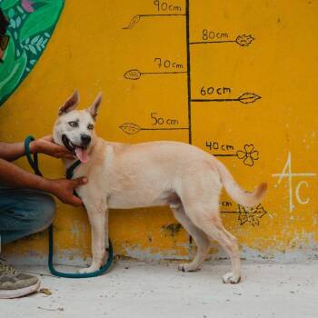 Rescue Canaan Dog and Carolina Dog Dogs for Adoption in New York, New York - Bowie | PetCurious