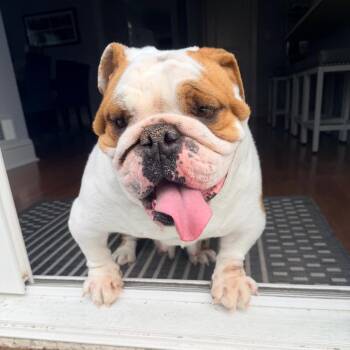 English Bulldog Dogs Available for Adoption - Winnie | PetCurious