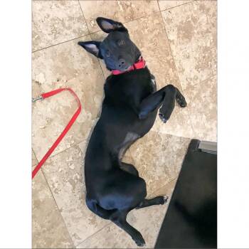 Amy Lee -  Australian Kelpie and Mixed Breed Dog for Adoption in Austin, Texas - Amy Lee | PetCurious