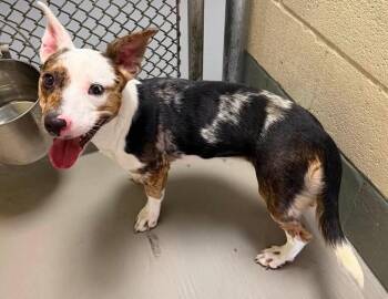 Babygirl -  Australian Cattle Dog Blue Heeler Dog for Adoption in Statesville, North Carolina - Babygirl | PetCurious