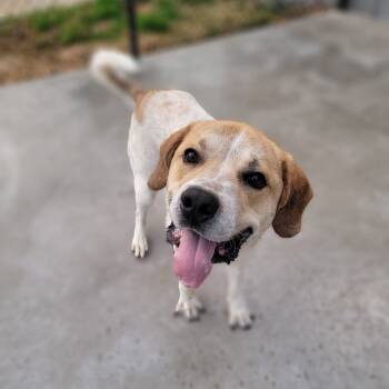 Rescue Great Pyrenees and Labrador Retriever Dogs for Adoption in West Point, Mississippi - Palmer "Peanut" | PetCurious