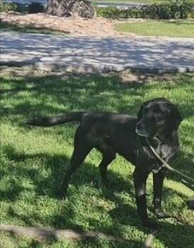 Labrador Retriever and Mixed Breed Dogs Available for Adoption in Frisco, Colorado - BO | PetCurious