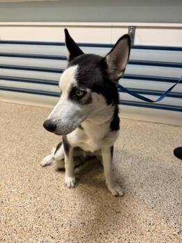 JOSUE -  Siberian Husky Dog for Adoption in Doral, Florida - JOSUE | PetCurious