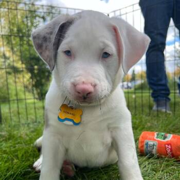 Howard 22817 -  Great Dane Dog for Adoption in Minneapolis, Minnesota - Howard 22817 | PetCurious