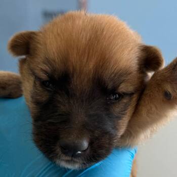 Tex -  Mixed Breed Dog for Adoption in Las Cruces, New Mexico - Tex | PetCurious
