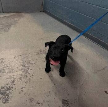 Humphrey - 2 -  Labrador Retriever and Mixed Breed Dog for Adoption in Daytona Beach, Florida - Humphrey - 2 | PetCurious