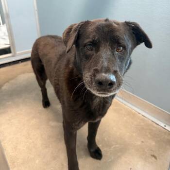 Banjo -  Australian Shepherd and Mixed Breed Dog for Adoption in Tampa, Florida - Banjo | PetCurious