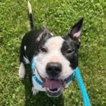 Spice -  Pit Bull Terrier Dog Available for Adoption in Hilliard, Ohio - Spice | PetCurious